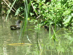 Gallinula chloropus chloropus