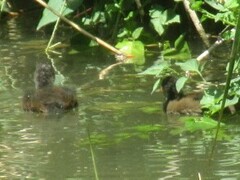 Gallinula chloropus chloropus