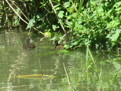 Gallinula chloropus chloropus