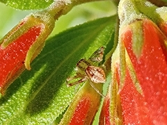Thomisidae