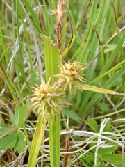 Carex flava