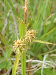 Carex flava