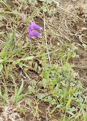 Penstemon neomexicanus