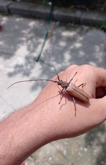 Juiaparus mexicanus