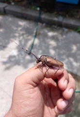 Juiaparus mexicanus
