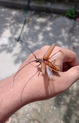 Juiaparus mexicanus