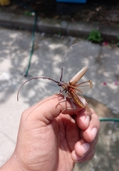 Juiaparus mexicanus