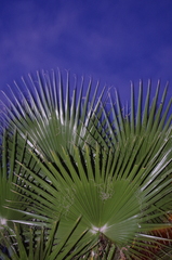 Brahea edulis