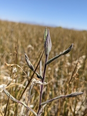 Chloropyron maritimum