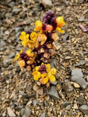 Alectra orobanchoides