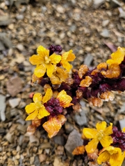 Alectra orobanchoides