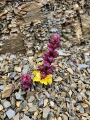 Alectra orobanchoides