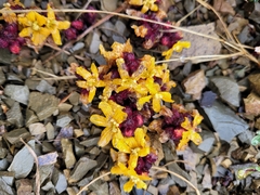 Alectra orobanchoides