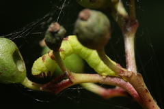 Acasis