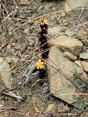 Alectra orobanchoides