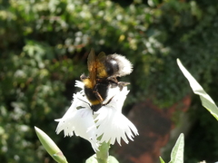 Bombus ruderatus