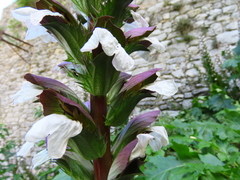 Acanthus mollis
