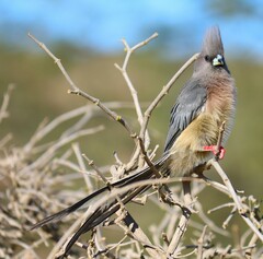 White-Backed Mousebird photo 5