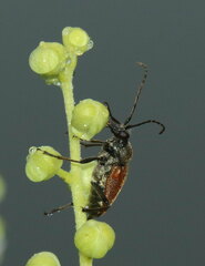 Brachyleptura brevis