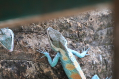 Calotes mystaceus