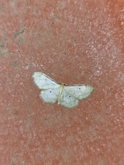 Idaea humiliata