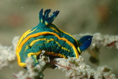 Tambja marbellensis