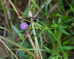 Centratherum riparium