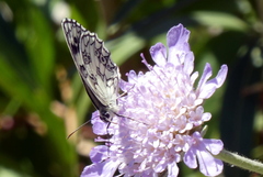 Melanargia galathea