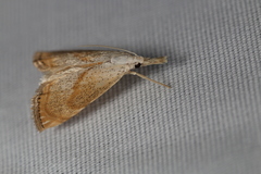 Haimbachia placidellus