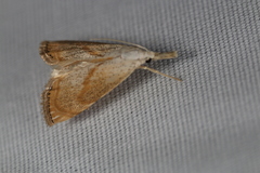 Haimbachia placidellus