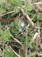 Veronica persica