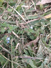 Veronica persica
