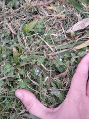 Veronica persica