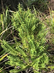 Veronica diosmifolia