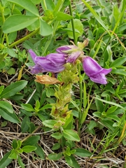 Penstemon cardwellii