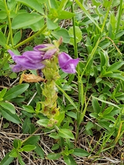 Penstemon cardwellii