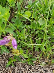 Penstemon cardwellii