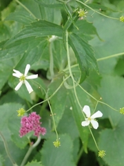 Ranunculus platanifolius