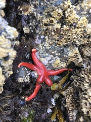 Henricia leviuscula