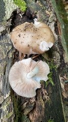 Pluteus americanus