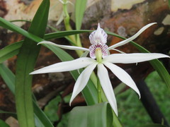 Prosthechea baculus