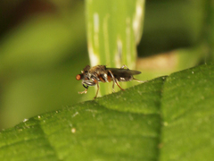 Sphyracephala brevicornis