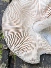 Pluteus americanus