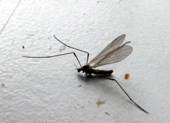Chioneinae
