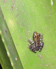 Guibemantis