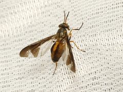 Chrysops macquarti