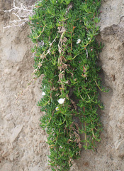 Disphyma australe australe