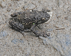 Cophyla grandis