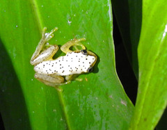 Heterixalus punctatus
