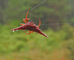Gasteracantha versicolor